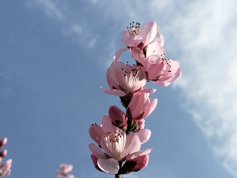 描写春天景色的古诗有哪些,描写春天景色的古诗8首带释义