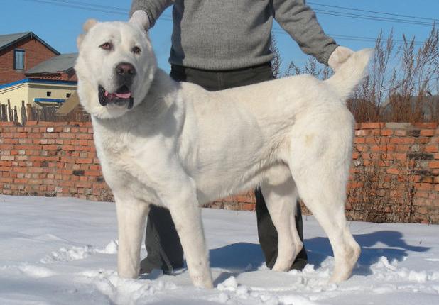 世界上最凶猛的狗排行榜,十种最凶猛的小奶狗