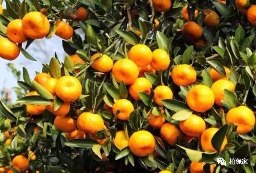 氨基酸聚谷氨酸肥料,聚天门冬氨酸肥料