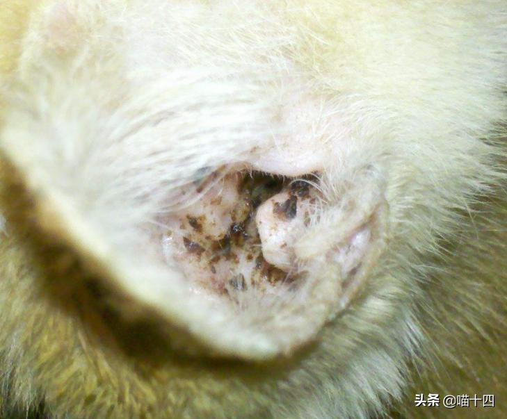 别让宠物医院榨干铲屎官的钱包——小毛病，不求人「外创篇-下」