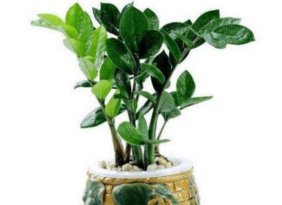 金钱树茎上有黑斑怎么处理,金钱树长虫怎么处理