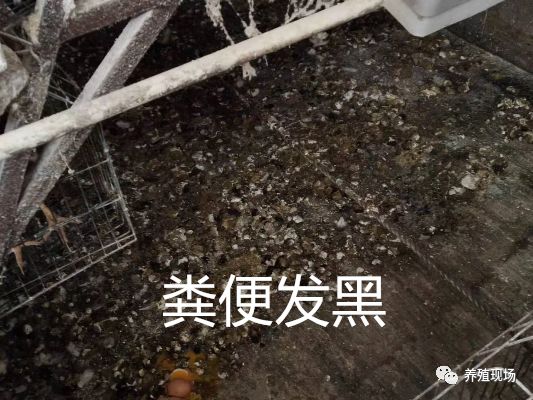 霉菌毒素对禽的危害,禽霉菌病怎么治疗