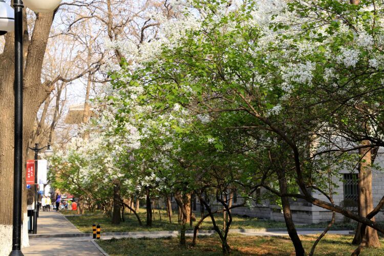 百年山东看青岛千年齐鲁逛青州,山东大学趵突泉景区