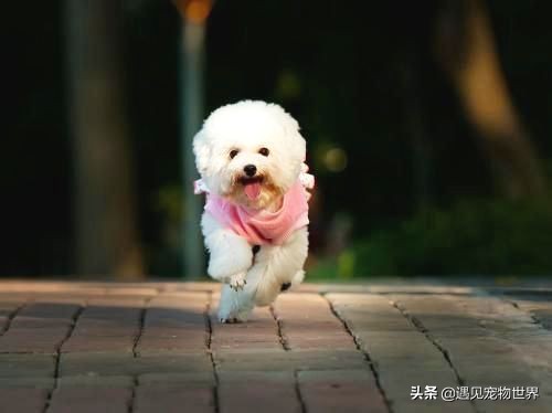 标准贵宾犬需要遛吗,贵宾犬配种颜色搭配