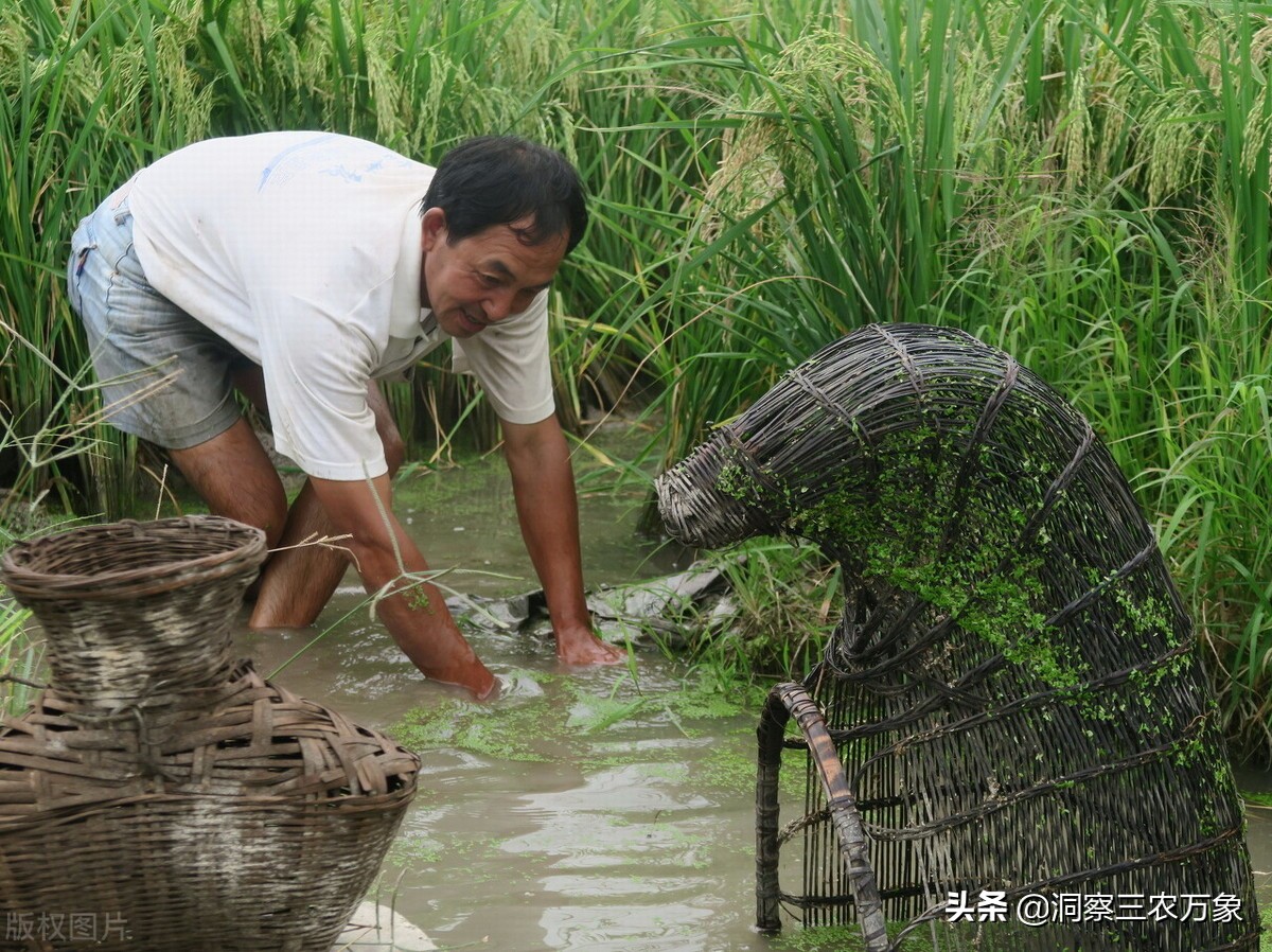 黄鳝怎么捕捉,黄鳝如何捕捉