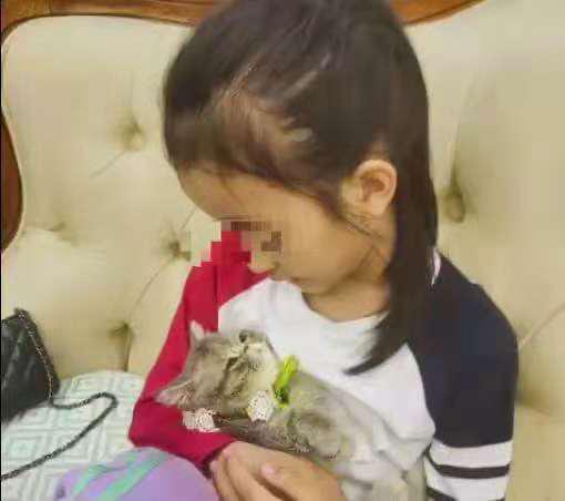 新手养猫怎么避免真菌头癣,养猫得猫癣头秃