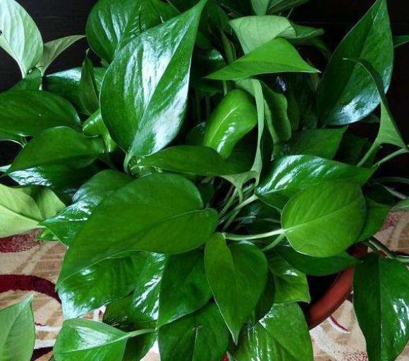 植物黄叶就用它调理,植物黄叶用什么挽救