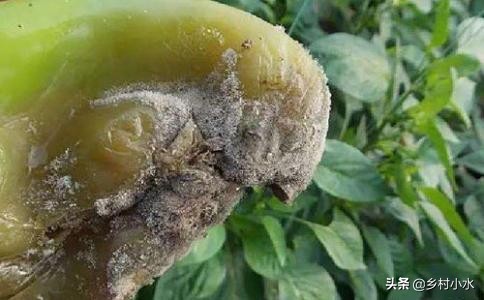 辣椒挂果会烂果是什么原因,16种辣椒病害辣椒爱坏怎么办