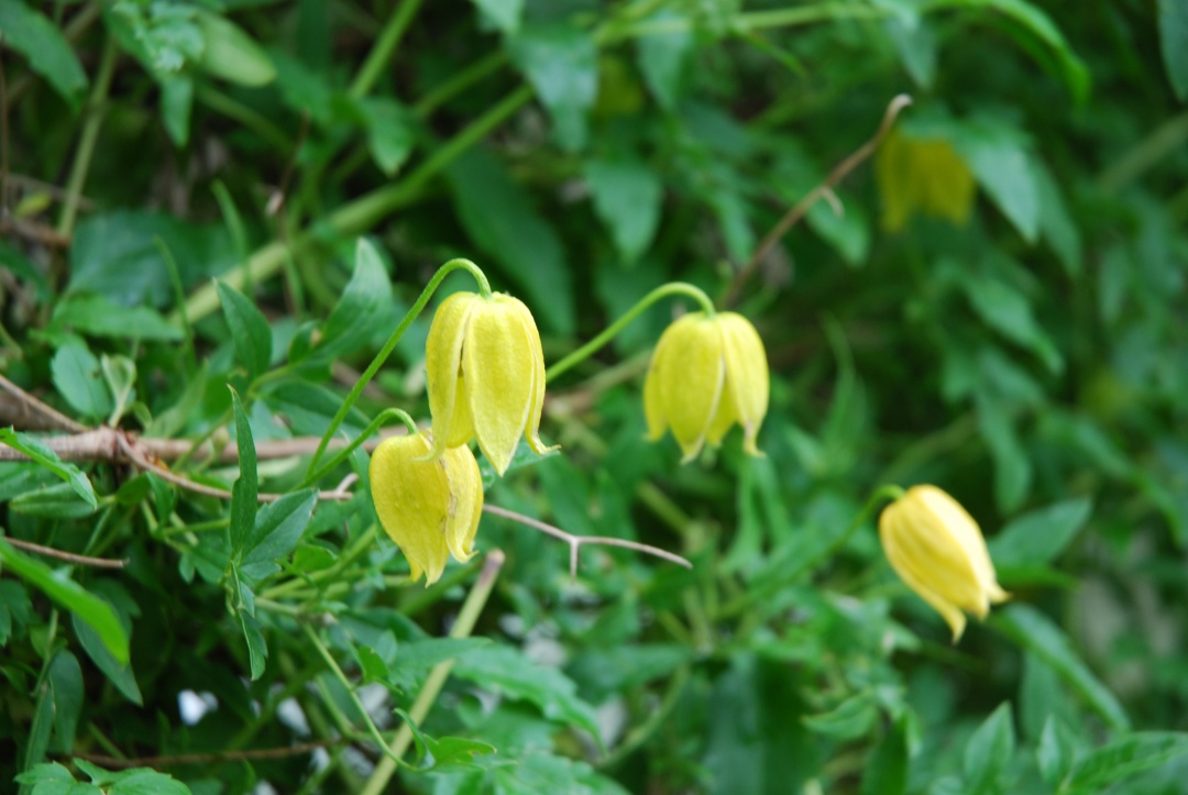 一棵就能爬满墙?这波操作服了