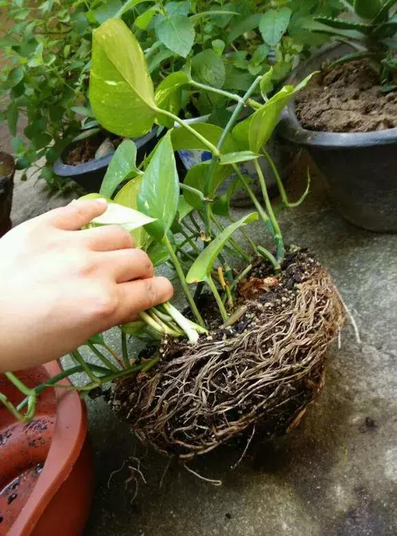 绿萝吊兰爱“吃土”，2年盆土“吃光光”，说啥也要换土！