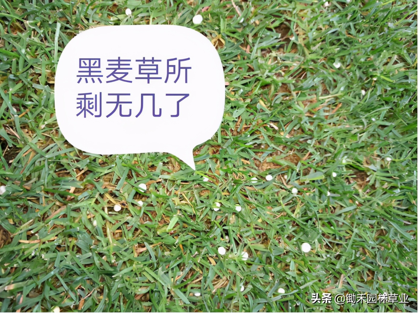 果岭草草坪介绍,果岭草的由来