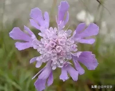 花语大全100种花图片,100种花的花语太全了