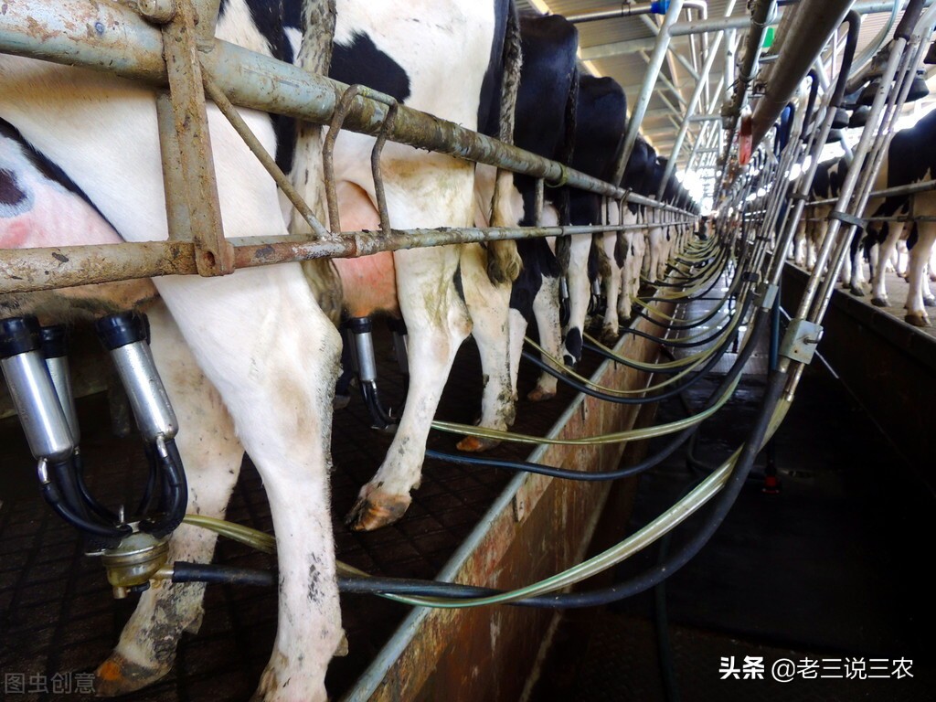 山西大哥养30头牛,山西大哥养牛