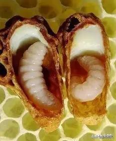 王台成长变化过程,王台的发育变化过程图片