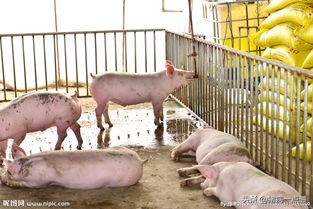 猪血痢的最佳治疗方案,大猪血痢怎么办