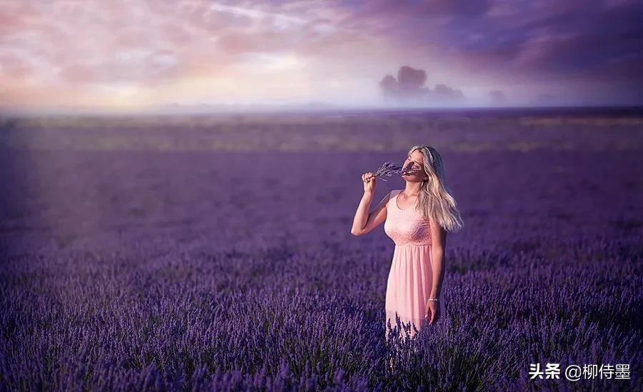 拍摄熏衣草的摄影技巧,薰衣草摄影教程