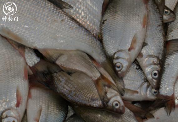 鱼线断线连接打结方法,鱼线打结容易断线视频