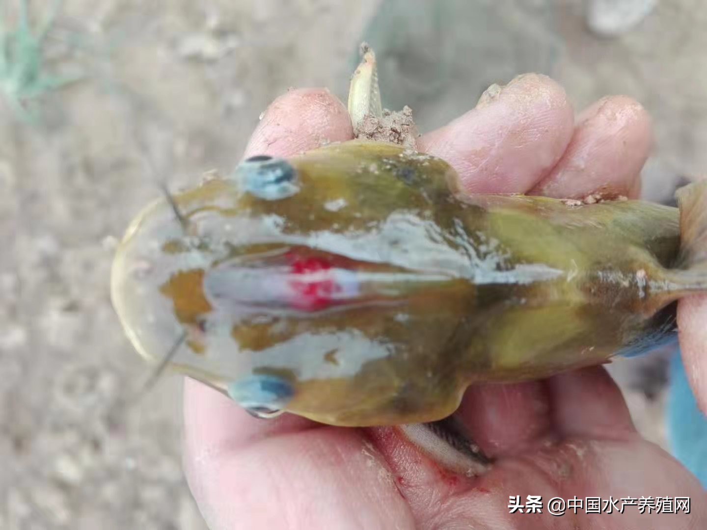 养殖户治不好鱼病的五大误区,水产常见鱼病