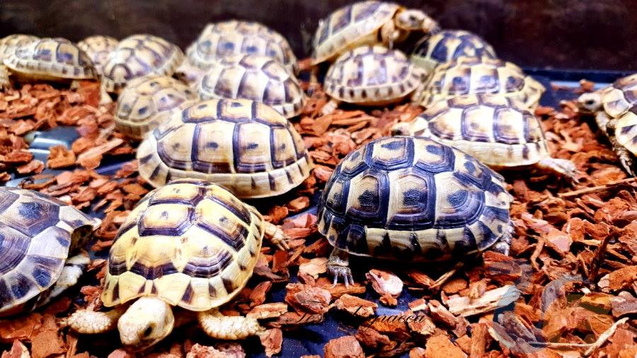 欧洲陆龟排酸吗,欧洲陆龟的图片