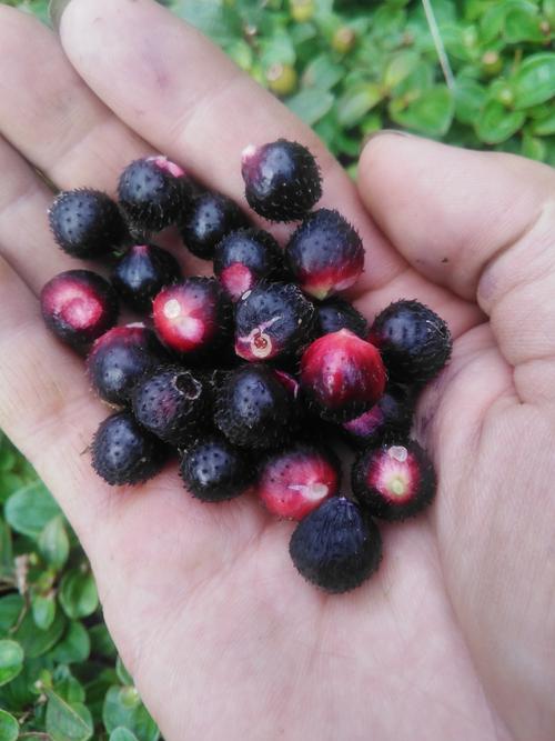 地菍图片与功效图文,地菍园林用途