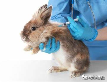兔兔要死之前的征兆,兔兔突然死亡的原因