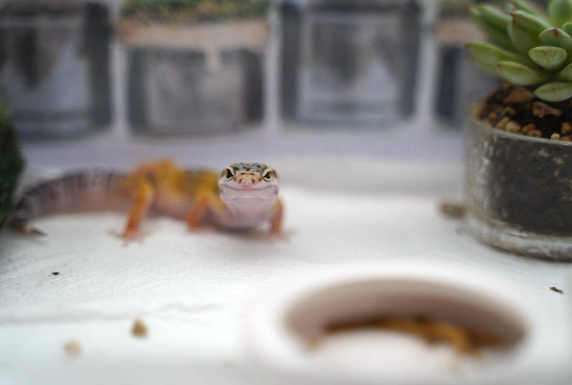 饲养可爱又呆萌傻傻的豹纹守宫,如何饲养好一只豹纹守宫