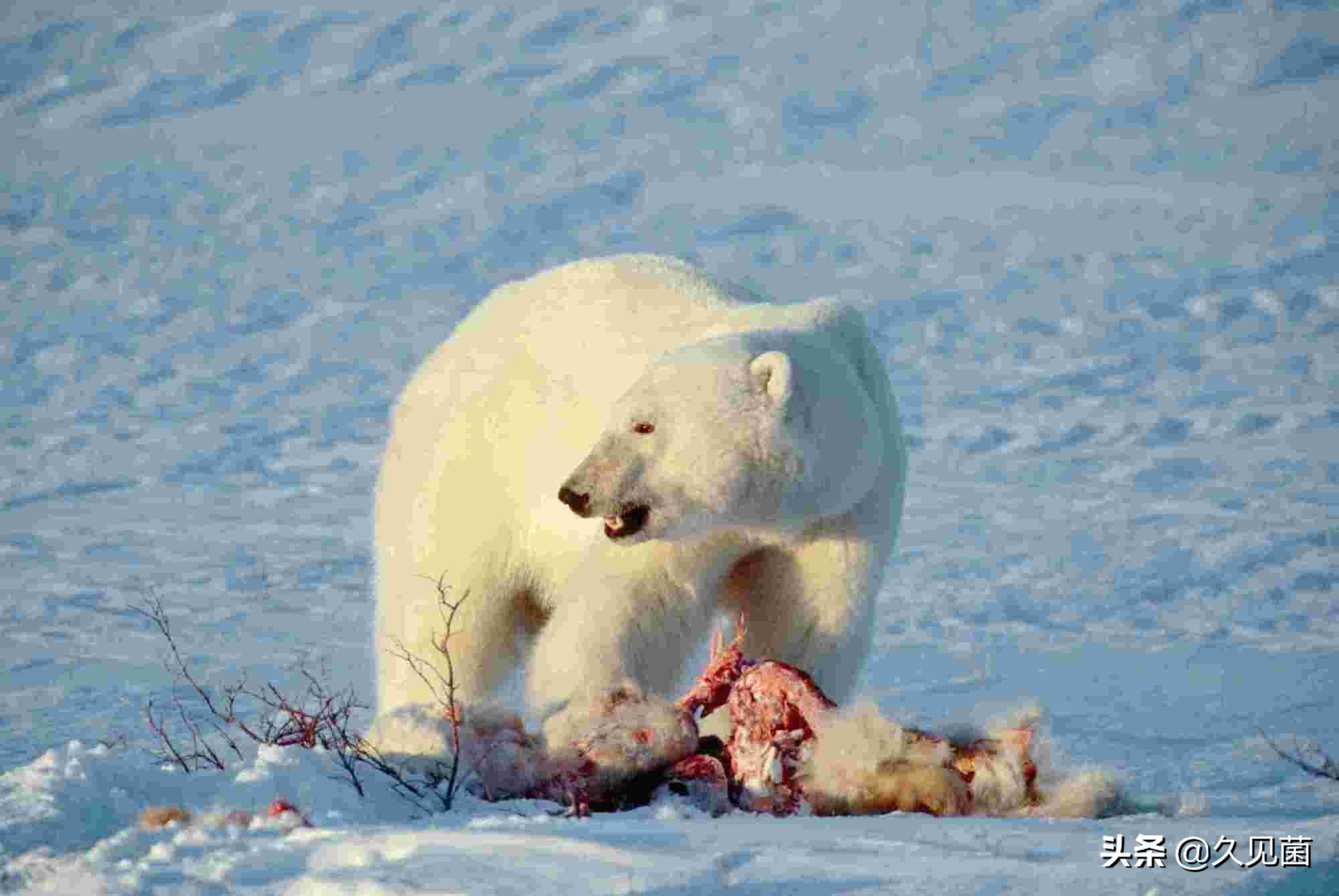 人类为啥不吃食肉动物的肉,人类为什么不吃肉食动物的肉