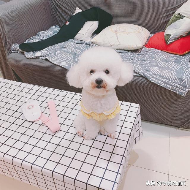 狗狗身上难闻气味大,狗狗身上狗腥味很重是为什么