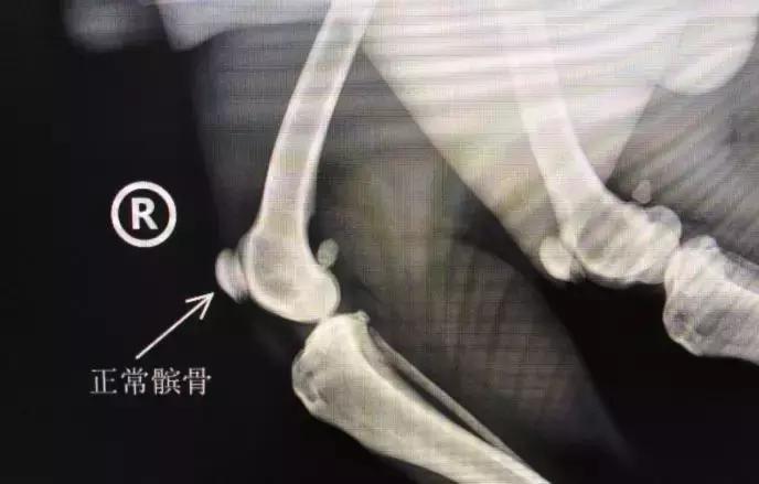狗狗忽然不活泼,狗狗突然不太有精神了
