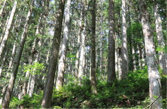 杉木有虫怎么防治,杉木虫害图片