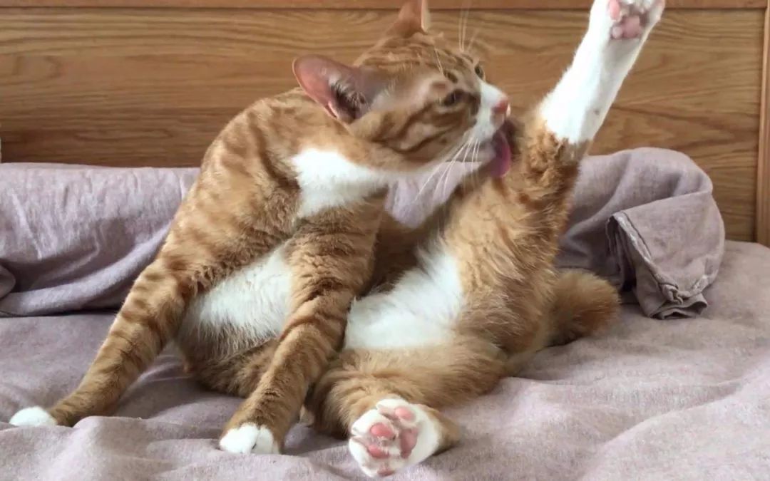 冬天给猫咪洗澡需要注意什么,鸽子冬天洗澡需要注意什么