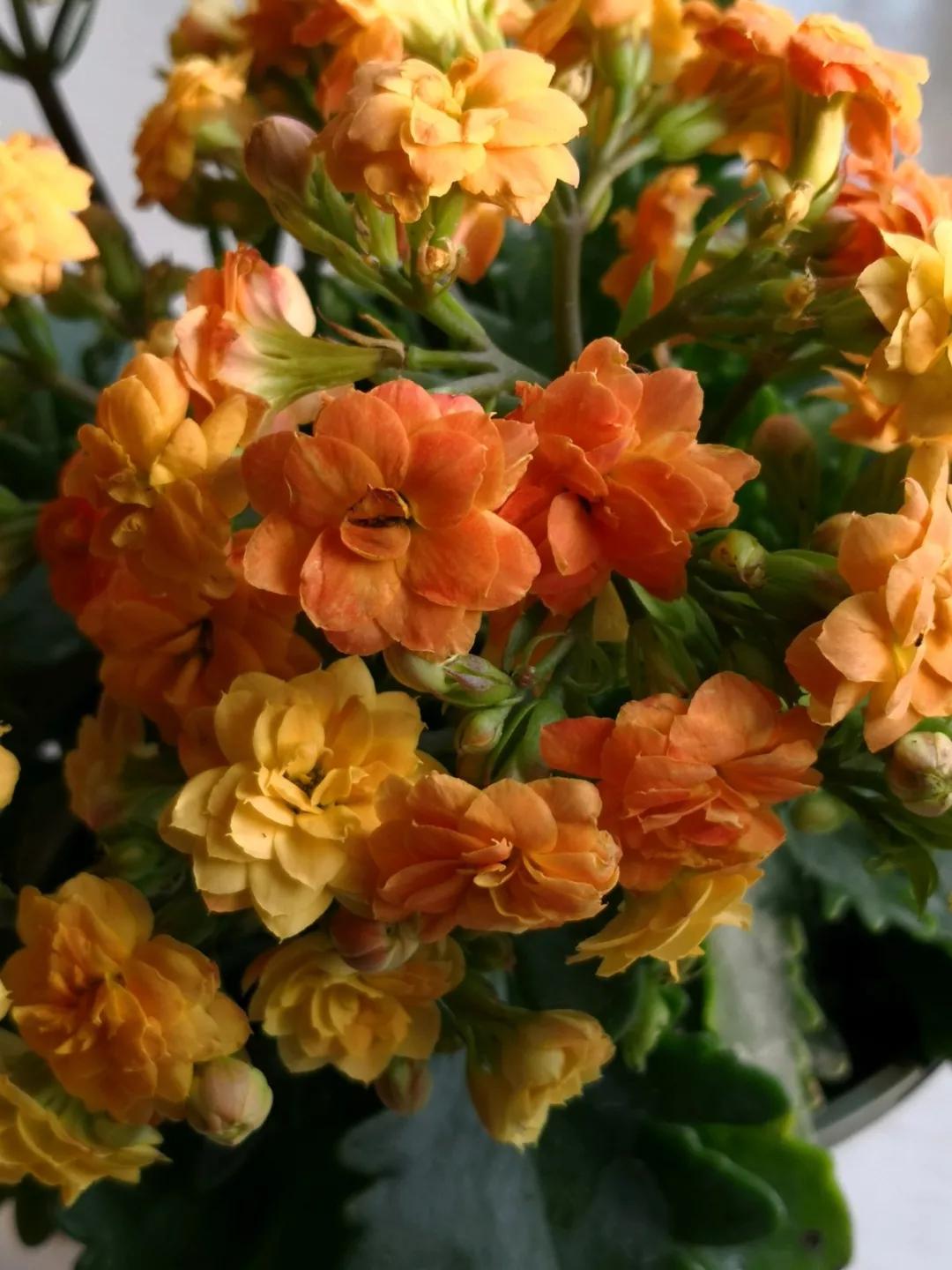 长寿花，寓意好、开花漂亮，花期长，品种多达300个