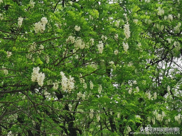 赴一场槐花的邀约——宝鸡作家赴扶风野河山采风