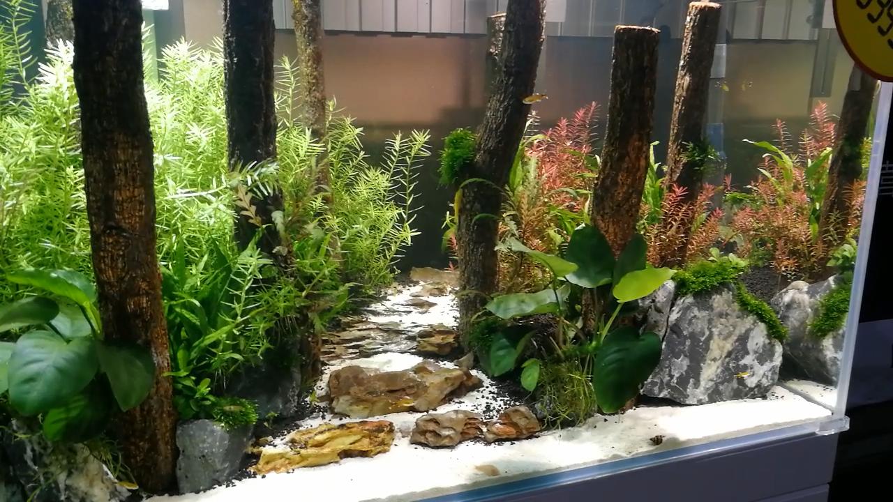 参观新开的草缸店，才开了1个月，邯郸兄弟，从玩家变老板