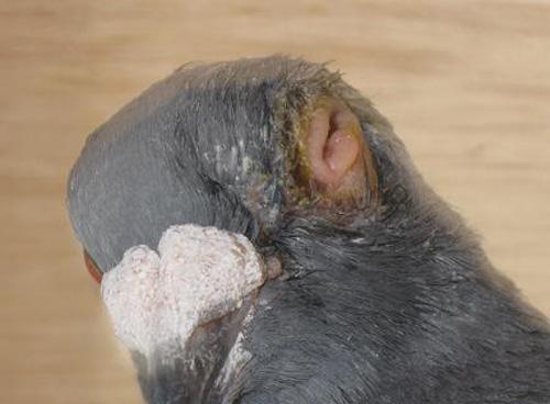 鸽子最常发病症,最见效的治疗方案,这些用药处方一定收藏