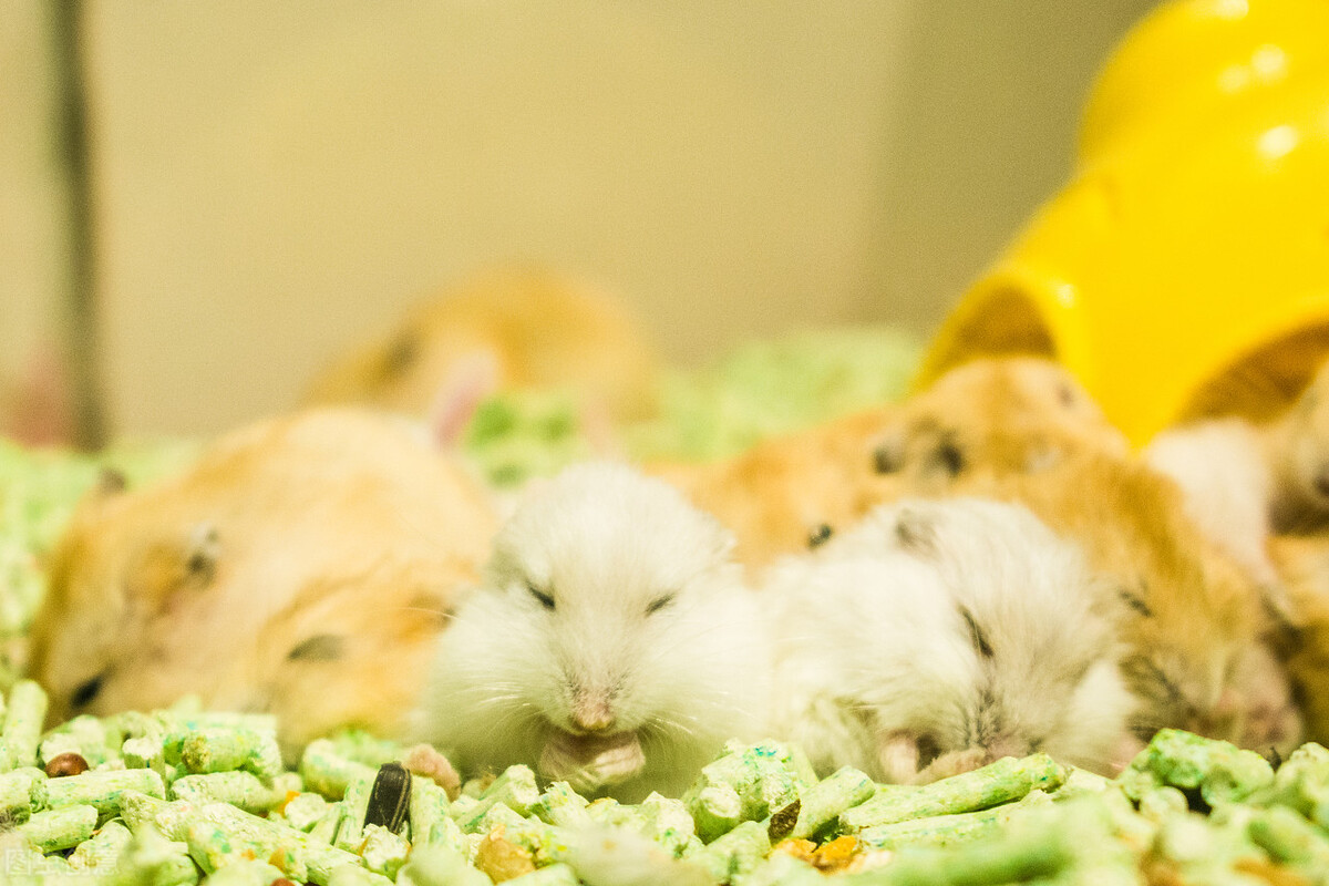 金丝熊拉黄绿色的是为什么,金丝熊拉黄色稀便怎么回事