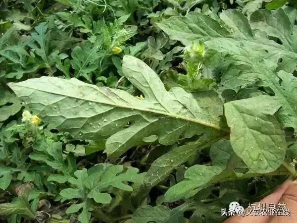 西瓜病虫害防治方法,盆栽西瓜怎么预防虫害