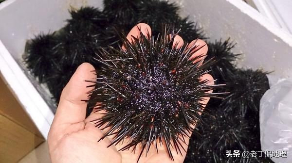 中国海鲜地图,中国海鲜最多地区