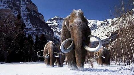 猛犸象灭绝的真正原因,猛犸象死亡是因为人类大量猎杀吗