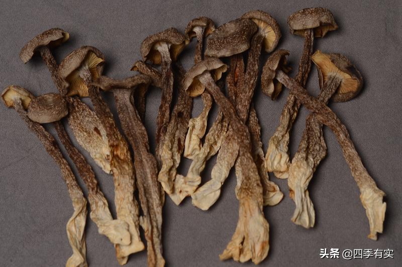 和鹿茸菌长得很像的菌子有哪些,鹿茸菌是不是珍贵食材