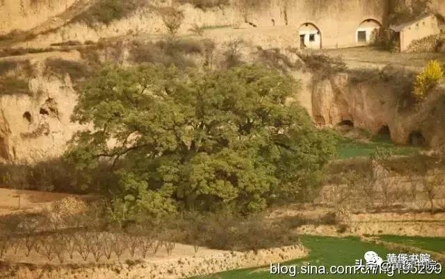 八河老槐树,柴库老槐树