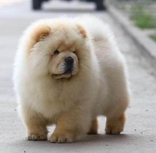 养一只松狮犬真实感受,松狮犬优点和缺点分析图