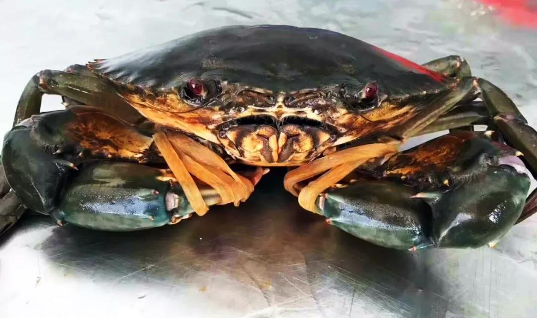 渔家女事件,渔家女海鲜视频