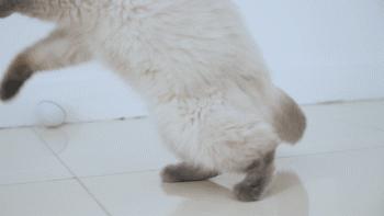 猫癣擦碘伏会好吗,猫癣怕什么