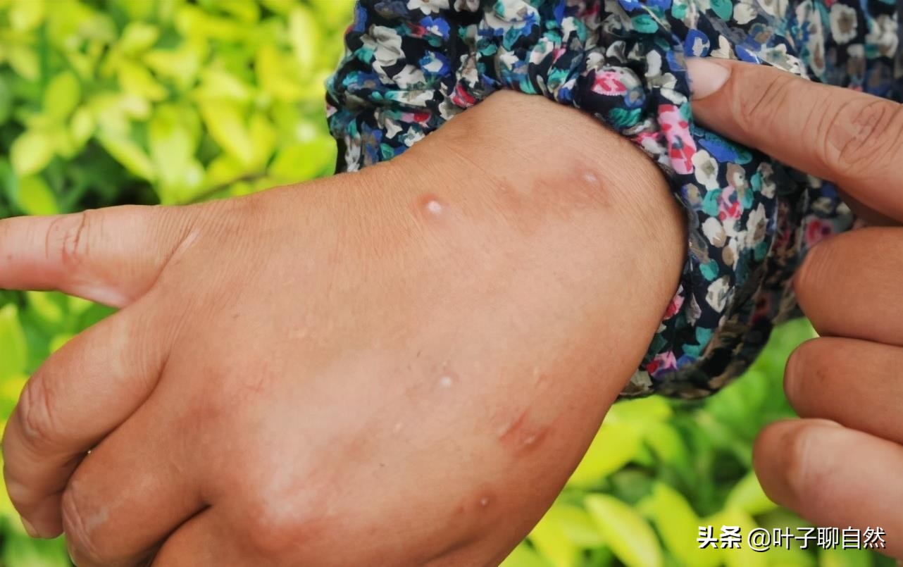 广东上万亩农田遭红火蚁入侵,中国多地出现红火蚁