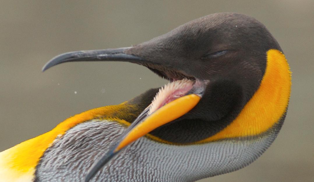 动物的舌头会变成什么样,所有动物的舌头是怎样的