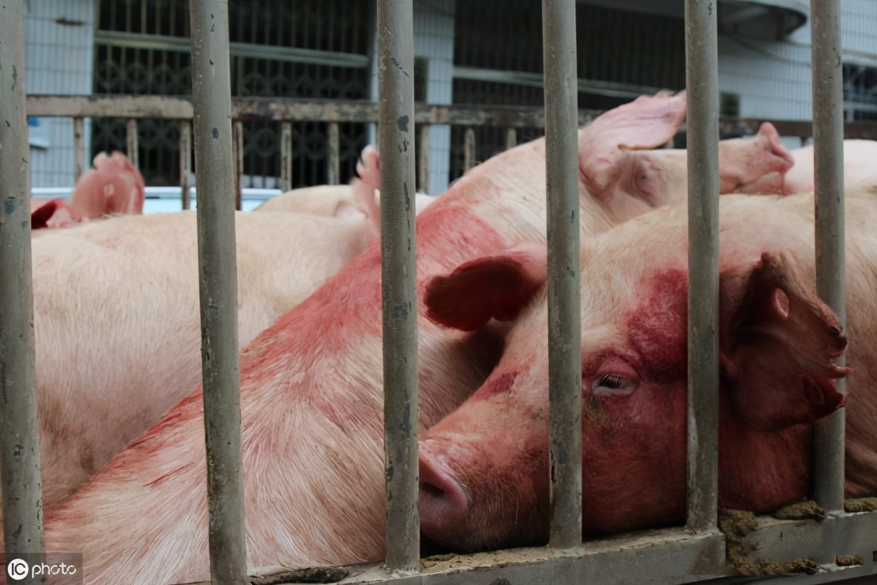 猪耳朵红色就是蓝耳病吗,猪耳朵发紫是什么病怎么治疗