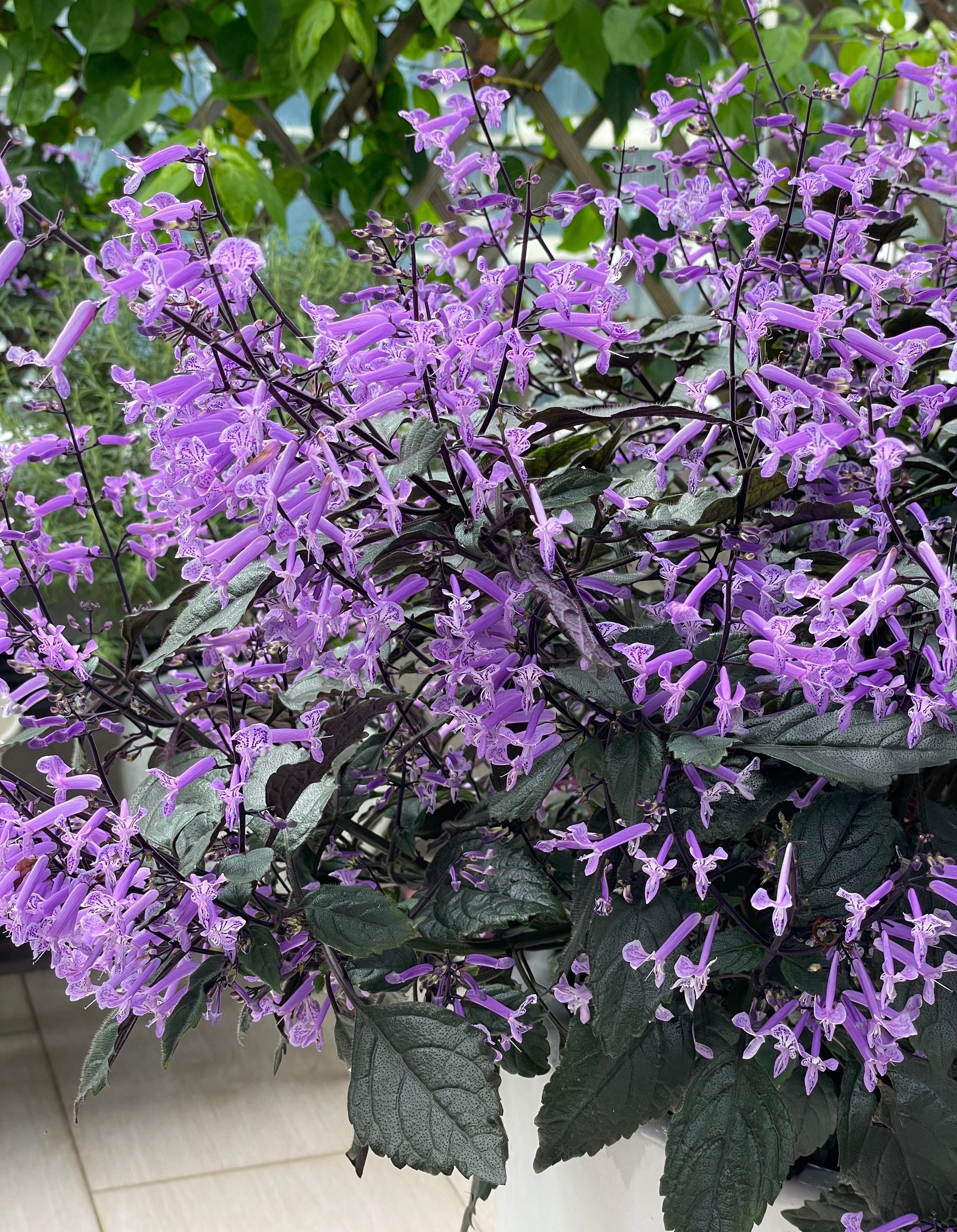 适合阳台养的花卉盆栽微香,满屋香室内花卉盆栽最好养