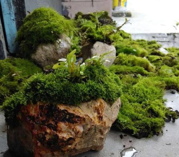怎么养青苔盆景,苔玉盆景