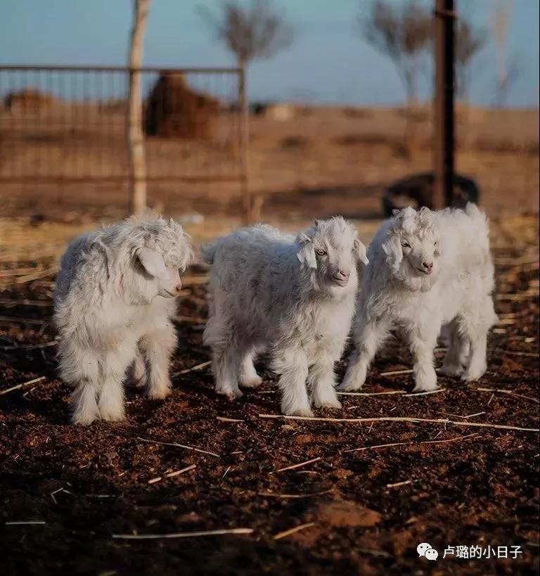 maxmara厚实又经典好看,maxmara凭什么惊艳了